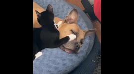 Kitten Grooms Dog's Ears