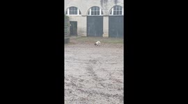 Springer Spaniel Happily Skips