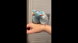 Pretty Parrotlets Preen Eachother
