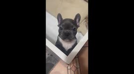 A Talking Pupper