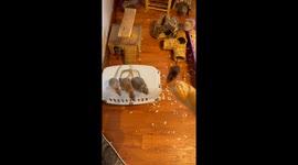 Pet Rats Wrestle Over Baguette