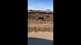 Cows Stuck In Get Along Ladder
