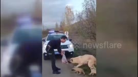 Police Officer Feeds Stray Dogs in Act of Kindness in Adana, Turkey