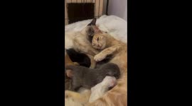 Bonded Queens Raise Kittens Together