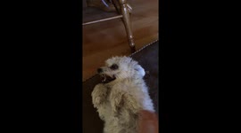 Vicious Little Dog Secretly Loves Belly Rubs