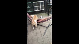 Lucy Loves Her Hammock