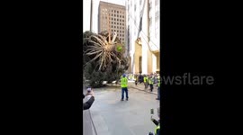 US: Rockefeller Christmas Tree Arrives In New York City Ahead Of Annual Lighting Ceremony