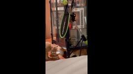 Stealthy Cat Swipes A Snack
