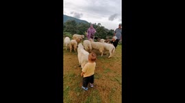 Toddler Kiano Alfarezel meets an unamused sheep in Bogor, Indonesia