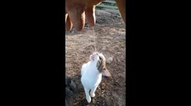 Cat Thirsts For Fresh Cow Milk
