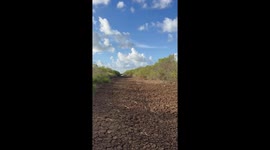 American Alligator Basking In Morning Sun