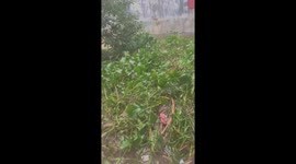 Thousands of water hyacinth plants drifted along the floodwaters surrounding the house