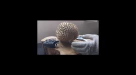 ASMR how to open the king of the fruit, durian is so crunchy
