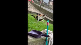 Cat Relieves Himself In an Unusual Position