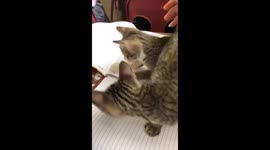 Classroom cat chaos: Loly snoozes, Udin and Lula battle for supremacy