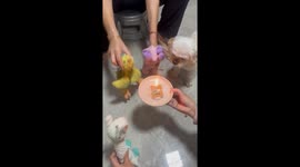 Chloe's 11th barkday bash: a pawsitively hilarious celebration in Peru!