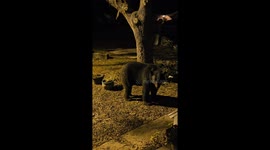 DeLand resident shares hilarious encounter with hopeful buffalo wings-loving black bear