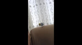Feathered fury: parrot's hilarious vendetta against chewing gum!