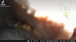Rocky Mountain front Grizzly bear chewing trail camera