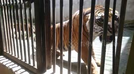 when the mother tiger got angry with the cameraman when her cub was filmed