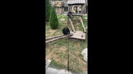 Chinese gorilla politely applauds visitors to get more food