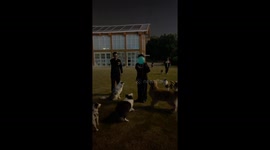 Pet dogs play keepy uppy with balloon in China