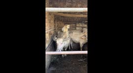 Pet dog sits on buffalo's back on farm