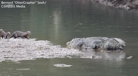 Brave otters dodge crocodile bites to chew on reptile's tail