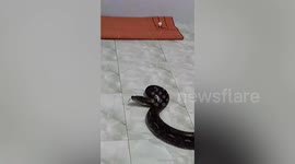 Brave Buddhist monks catch massive python with their bare hands