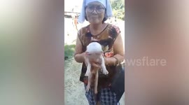 Cute piglet with two faces fascinates locals in the Philippines