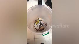 Israeli tourists 'caught smugglings snakes' out of airport in Thailand