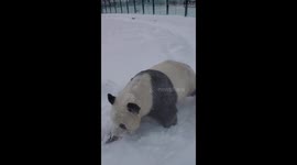Excited panda plays in snow in northern China