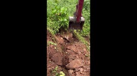 Excavator unearths huge python sleeping in the dirt