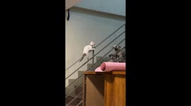 Scared cat clings to staircase handrail to escape pet dogs