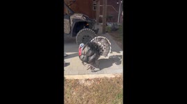 'Who ya honkin' at?' - Turkey is not a big fan of owner honking her car's horn