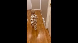 Little toddler excitedly runs to her bed for a good night's sleep *Wholesome*
