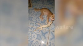 Stubborn gecko refuses to release bite on kitten's mouth
