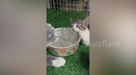 Kittens relax beside bowl of ice cubes on 38 degrees C day