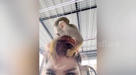 Pet monkey plays with owner's hair