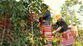 Foreign specialty crops thrive amid China's economic vitality