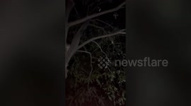 Kitten stuck up tree rescued after owner builds scaffolding to reach it