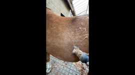 Oddly Satisfying Horse Clipping
