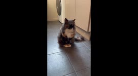 Pet cat looks like veiled widower after running through cobwebs