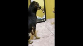 Puppy Growls at His Own Reflection