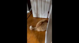 Naughty Cat Breaks Into Bag of Kibble