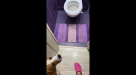 Archie Casually Breaks The Toilet