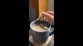 Bird Warms Up With Scritches and Coffee