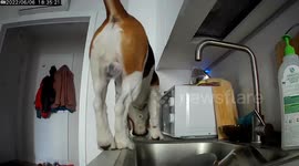 Snooping Dog Falls Off Kitchen Counter