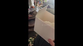 Helpful Bird Trims Edge Off Box