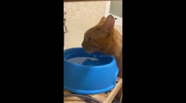 This confused cat doesn't know how to drink water from a bowl